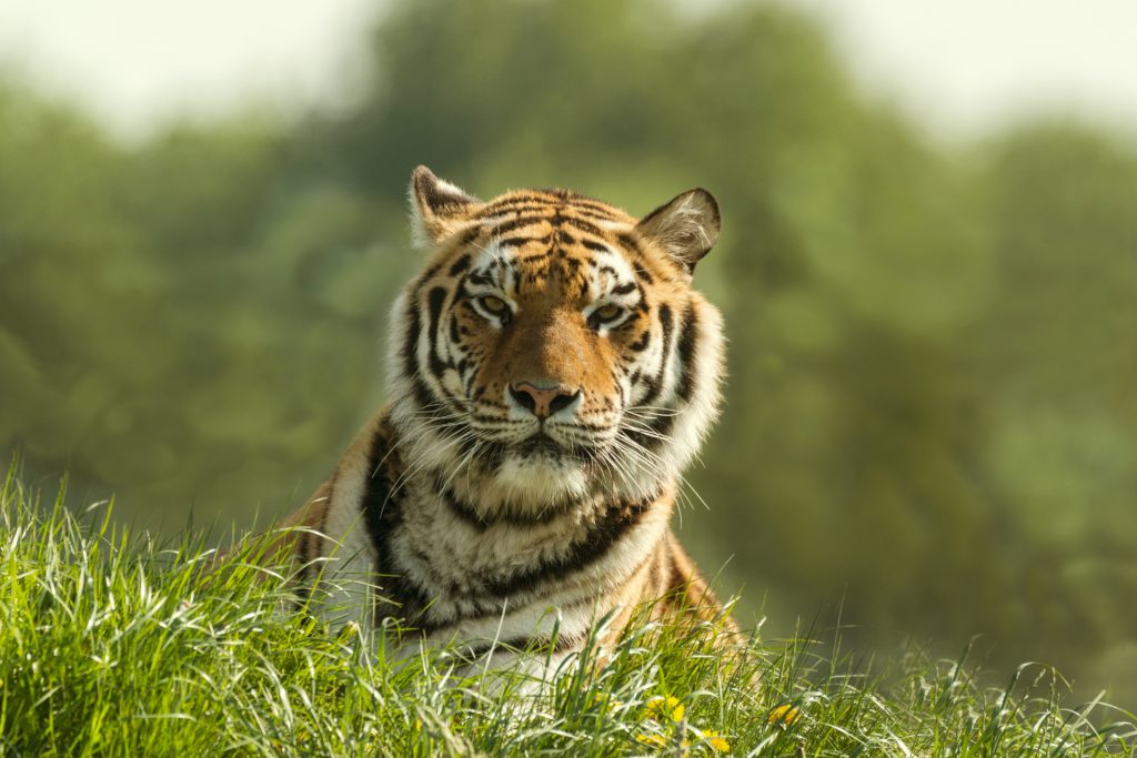 Sibirischer Tiger