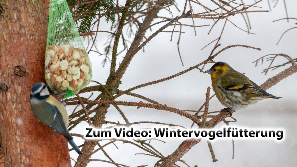 Vogelfutter-Video